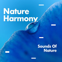 Forest Relaxation - Nature Sounds