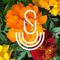 Safe - Unity Surrender