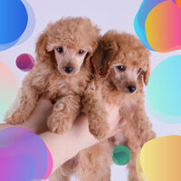 Mind-blowing Ambience for Restless Puppies - Doggy Music Radio