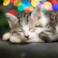 Ritmos Felinos Nocturnos - Pioneros del Lo-fi & Colectivo de Música para Gatos & Playlist para Gatos Tranquilos