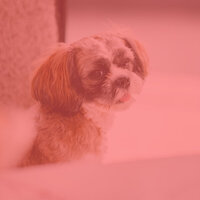 Quiet Sleepy Pups - Dog Relaxation Music