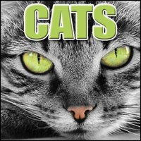 Cat, Domestic - Angry Hiss and Spit, Animal Cats - Domestic Cats - Sound Effects Library