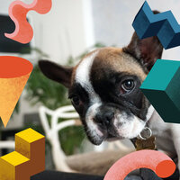 Simplistic Moods for Doggy Daycares - Relaxation Music For Dogs