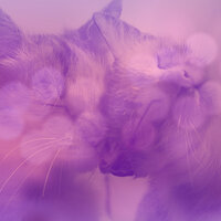 Serene Cozy Kittens - Cat Music Vibes