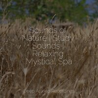 Thinking About Nothing - Nature Sound Collection & Relaxing music & Rest & Relax Nature Sounds Artists