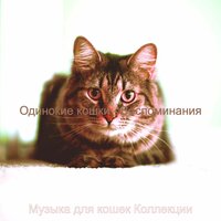 Моменты (Сонные кошки) - Музыка для кошек Коллекции