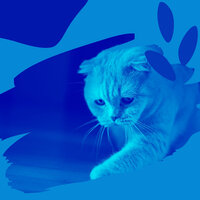 Understated Ambience for Cozy Kittens - Cat Music Experience