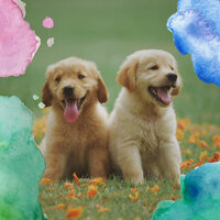 Sunny Music for Sleepy Pups - Dog Relaxation Music