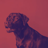 Sophisticated Jazz Saxophone - Vibe for Calming Pups - Songs for Dogs to Sleep To