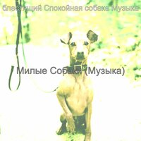 Видения (Спящая собака) - блестящий Спокойная собака Музыка