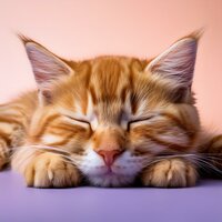 Melodías Juguetonas De Los Gatos - Clima salvaje & Grabaciones de sonido de vida silvestre & Proyecto de música para gatos durmiendo
