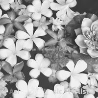 Understated Koto and Strings - Vibe for Coconut Oil Massage - Asian Spa Music Playlist