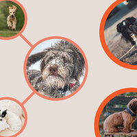 Background for Dog Calming - Dog Calming Music