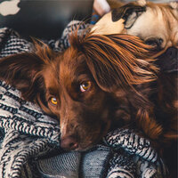 Peaceful Gratitude - Music for Dogs & Relaxing Music for Dogs & Music for Dog's Ear