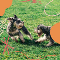 Background for Calm Hounds - Dog Music Library