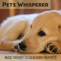 Anxiety Guru - Calm Pets Music Academy