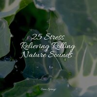 Rainy Woodland Ambience - Studying Music & Sleep Songs 101 & Alpha Waves