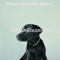 Впечатление (Выгул собак) - Музыка для собак оркестр