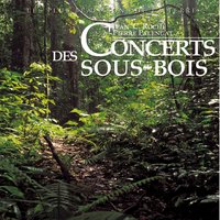 Rougegorge familier - Jean C. Roché