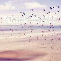 Late Afternoon Birdsong Ambience, Pt. 6 - Elijah Wagner