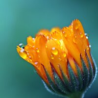 Pouring, Peaceful - REIKI