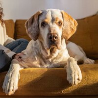 Ritmo De Acompañamiento Relajante - Ritmo en armonía total & Musicoterapia para seres pacíficos & Música relajante para mascotas