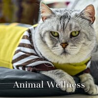 Natural Remedy - Jazz Music for Cats