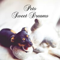 Maltese (Solo Piano) - Pet Music Academy