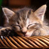Melodías Relajantes Para Gatos Por La Noche - MUY BIEN & Proyecto global Thunderstorm de TraxLab & Canal de la Naturaleza sin Interrupción