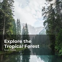 Stroll in the Dim Forest - Ambient Forest & Forest Sounds & Rainforest Sounds