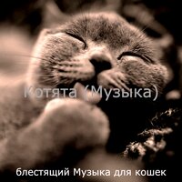 Созерцая (Расслабляющие кошки) - блестящий Музыка для кошек
