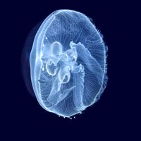 pearl - Музыка для сна & Музыка для релаксации & Музыка для медитации