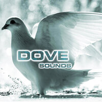 Soothing Dove Sounds - Dove Sounds & Animals Sounds & White Noise Ambience & National Geographic Nature Sounds & National Geographic Soundscapes & Nature Sounds New Age