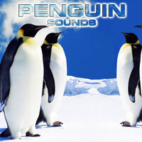 Penguin Sounds Ambience - Penguin Sounds & National Geographic Soundscapes & National Geographic Animal Sounds & Relaxing Nature Sound & White Noise Ambience & Soothing Sounds