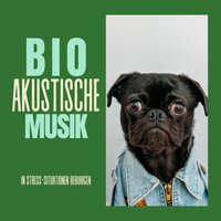 Beruhigende Musik für Hunde - Alice Pilz