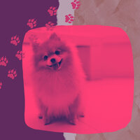 Bright Moods for Serene Puppies - Dogs at Home