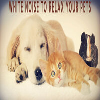 White Noise For Animals To Relax - Color Noise Therapy & White Noise Therapeutics & Relax Meditate Sleep Media