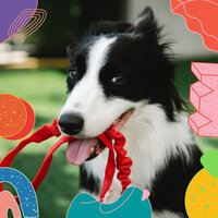 Romantic Music for Contemplating - Jazz Music for Dogs
