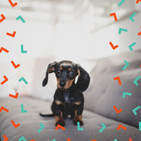 Background for Sleepy Pups - Relaxation Music For Dogs