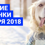 Лучшие новинки января 2018