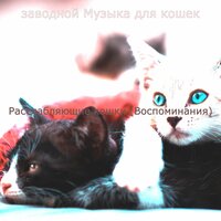 Впечатление (Кошки) - заводной Музыка для кошек