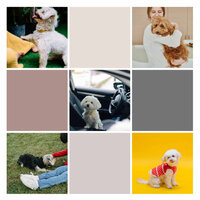Magical Backdrops for Anxious Pups - Música Para Perros