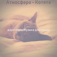 Настроения (Дрессировка кошки) - даунтемпо Музыка для кошек
