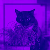 Smooth Backdrops for Calming Your Cats - Calm Cat Music