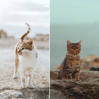 Classic Cute Kitties - Music For Cats