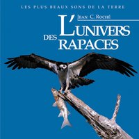 Busard des roseaux - Jean C. Roché