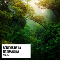 Canyon Stream - Musica relajante & Sonido Del Bosque y Naturaleza & Musica Para Dormir Bebes