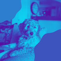 Playful Moods for Well Behaved Dogs - Doggy Naptime Vibes