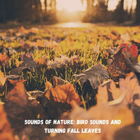 Whistling Forest - Nature Recordings & Concentration Music for Work & Weather and Nature Recordings