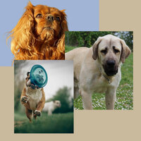 Memories (Dog Calming) - Dog Calming Music